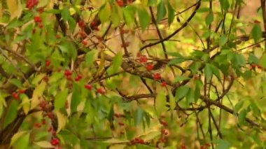 Warbler, sonbaharda, alacakaranlıkta, güzel renkli böğürtlen çalılarında yiyecek arıyor.