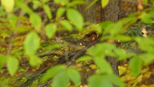 Écureuil brun debout sur un arbre à l'automne vu à travers des feuilles plus vertes 