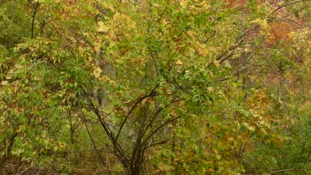 Tiny Chickadee Warbler Dzielą Jedno Drzewo Jesienią Lekkimi Wiatrami — Wideo stockowe
