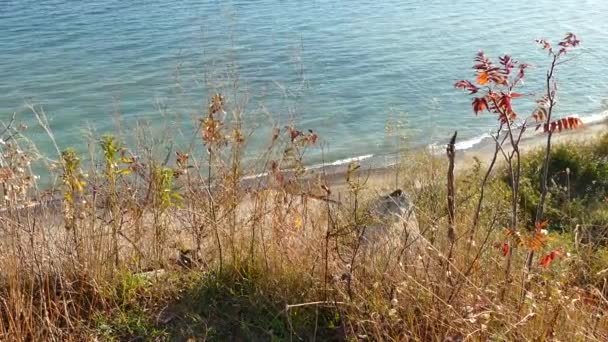 Elevated Shot Hill Ocean Side Bird Flying Quick Foreground — Stock Video