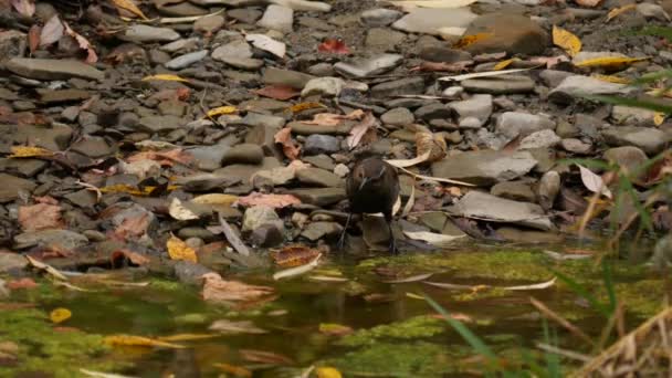 Grackle Juvenil Pájaro Volteando Hojas Muertas Busca Comida Cerca Del — Vídeo de stock