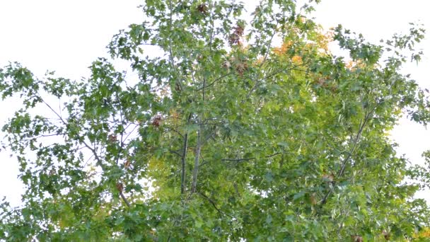 Des douzaines de petits oiseaux forestiers s'emparent d'un seul arbre pour nourrir leur frénésie 