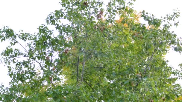 Docena Pequeños Pájaros Del Bosque Tomando Control Solo Árbol Frenesí — Vídeo de stock