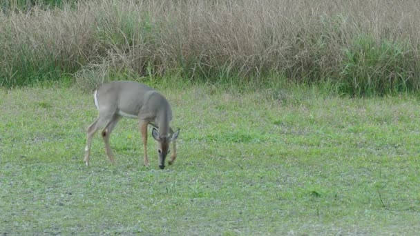 Images moyennes et larges de cerfs solitaires dans un champ marécageux à l'aube 