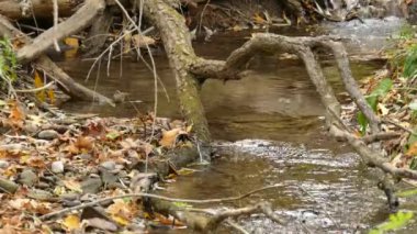 Sonbaharda küçük bir nehirde yıkanan altın taçlı krallığın el değmemiş görüntüsü.