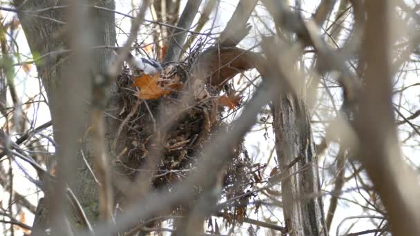 Blue Jay Bird Pisando Nido Mientras Pájaro Carpintero Sube Árbol — Vídeo de stock