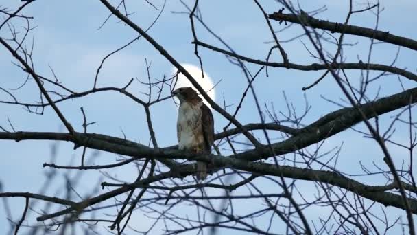 Röd Stjärthök Lyfter Från Träd Med Månen Bakgrunden Och Flyger — Stockvideo