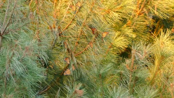 Butterflies Resting Pine Tree Lit End Day Sunlight — Stock Video