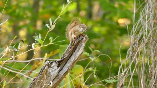 Territorial Squirrel Atop Dead Branch Makes Redundant Sounding Light Wind — ストック動画