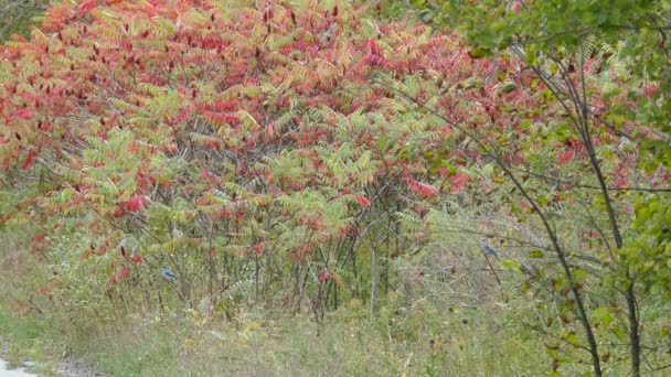 Paire de geais bleus gardant le territoire sur le côté du sentier avec buisson de feuilles rouges 