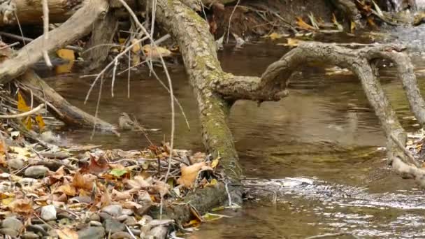 Par Minúsculos Pássaros Kinglet Coroados Ouro Banhando Fluxo Água Pura — Vídeo de Stock