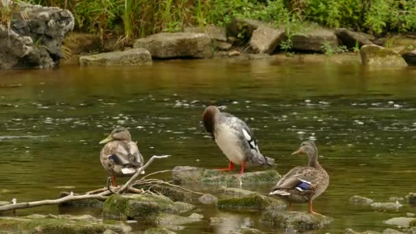 Female Common Merganser Preening Her Breasts Feathers Stone River — Stock Video