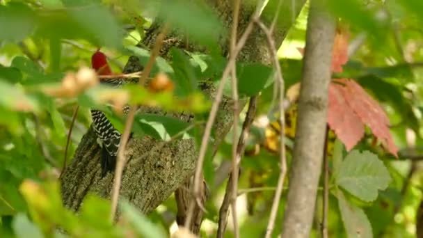 Pájaro Carpintero Con Cabeza Roja Vista Través Hojas Moviéndose Por — Vídeos de Stock