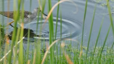 Kuş gagasını suya daldırıyor ve başını suya sokuyor. Çimenlerin arasından bakıyor ve dalgalanmalar yaratıyor.