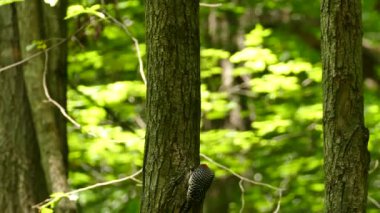 Ağaçkakan 'ın birden fazla fotoğrafı var. Kızıl saçlı, sürünen ve ağaç gövdelerinde umut besleyen.