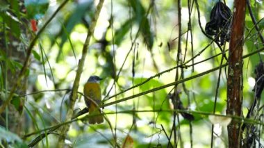 Turuncu kuş 180 derece sıçrarken kıvrılıyor