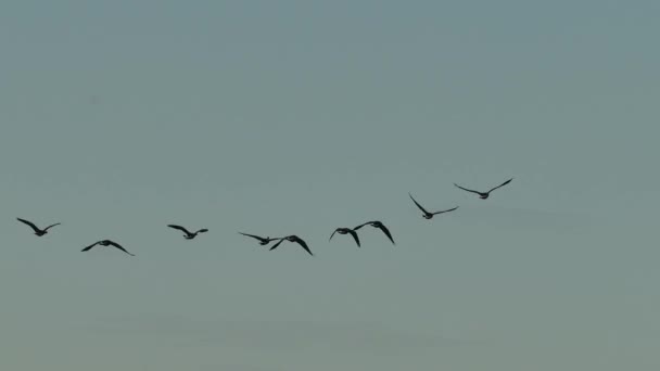 Vögel Fliegen Über Einen Himmelblauen Himmel — Stockvideo
