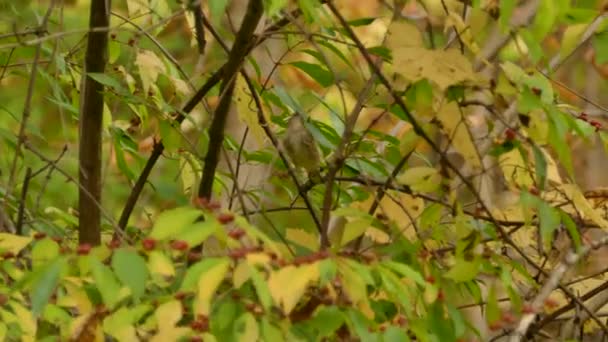 Kuning Bergemuruh Warbler Melompat Dan Bergerak Melalui Pohon Berwarna Warni — Stok Video