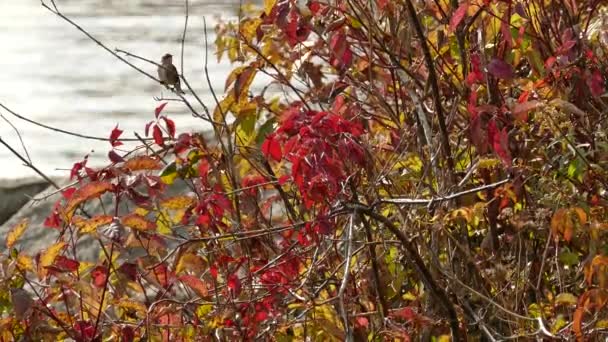 Yellow Rumped Warbler Lands Branch Fall Water Background — Stock Video