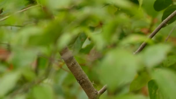 Mooie Vogel Natuurlijke Achtergrond — Stockvideo