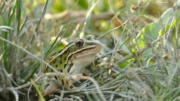 青蛙的喉咙在呼吸的过程中快速地在草地上活动 — 图库视频影像