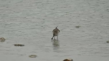 Stilt sandpiper su kuşu yemeden önce suda böceği dövüştürüp öldürüyor.