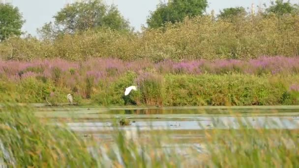 Tracking Shot Flying White Egret Con Flores Color Púrpura Fondo — Vídeo de stock