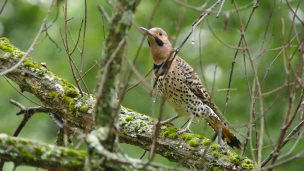 Πολλαπλές Κοντινές Λήψεις Του Πουλιού Του Βόρειου Flicker Flamboyant Woodpecker — Αρχείο Βίντεο