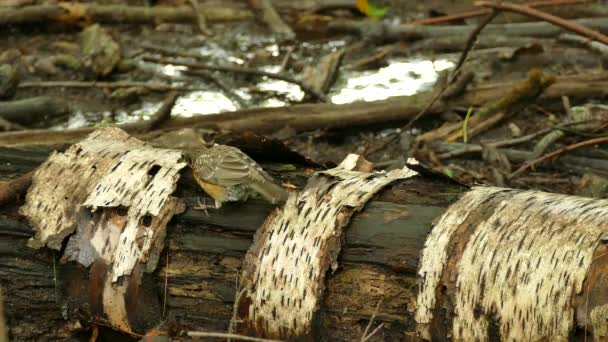 Pájaro Bajo Ataque Grita Atacante Mientras Está Tronco Suelo — Vídeo de stock