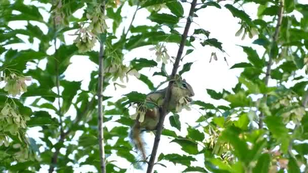 Ekorren Fyller Munnen Med Färska Gröna Unga Blad Medan Ett — Stockvideo