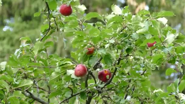 Blue Jay Bird Feeding Apple While Still Growing Fresh Tree — Stock Video