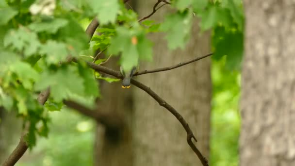 Young Waxwing Bird Black Mask Looking Its Back Safety — Stock Video