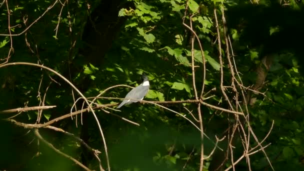Kingfisher Empoleirado Sob Sol Com Boca Aberta Floresta Canadense — Vídeo de Stock