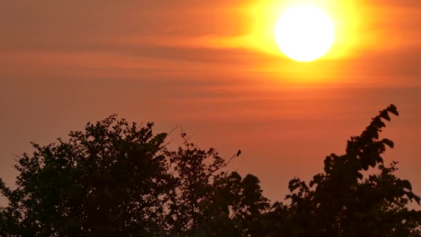 Belo Tiro Pôr Sol Com Silhueta Pássaro Decolando Primeiro Plano — Vídeo de Stock