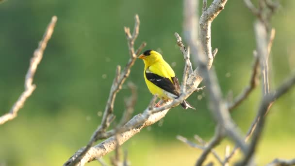 American Goldfinch Sun Makes Itself Bigger Scruffy Feathers — Stock Video