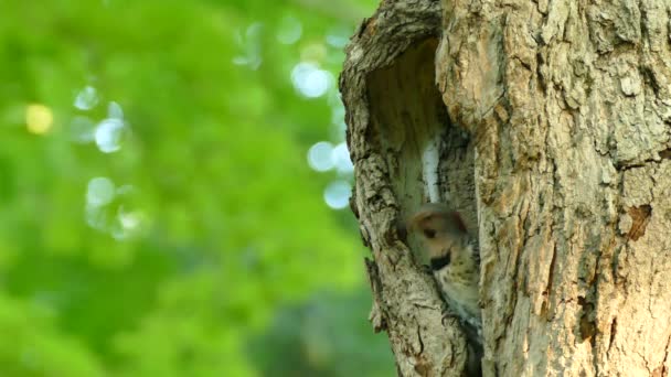 Північний Флікер Вагається Залишити Велике Дерево Яке Відкривається Зеленому Лісі — стокове відео