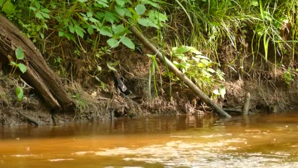 Puro Tiro Salvaje Orilla Del Río Vivo Con Aves Explorando — Vídeos de Stock