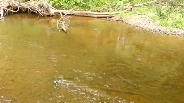 Langfisk Som Svømmer Motsatt Retning Strømmen Skogelva – stockvideo