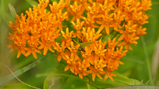 Macro Shot Van Mieren Wandelen Tussen Fel Oranje Bloemen Groene — Stockvideo