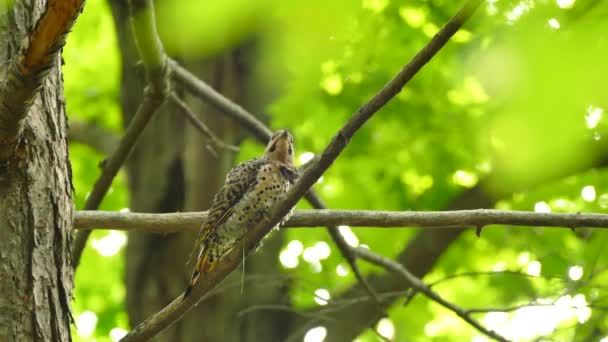 Northern Flicker Verzorgen Buigen Hoofd Zijn Borstveren Preen — Stockvideo