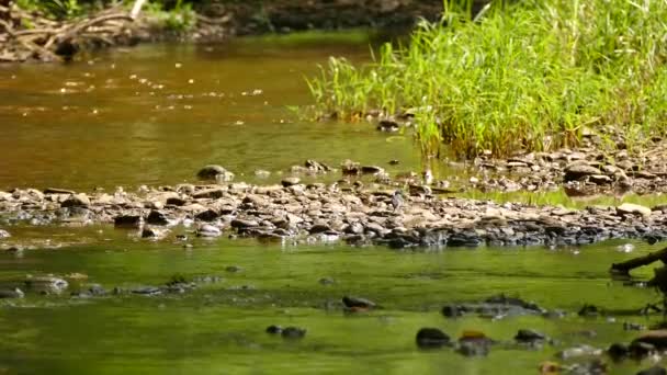 Bird Standing Rocks Water Flowing Quietly Grassy Shore — Stock Video