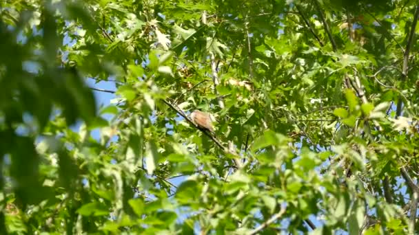 Gelbschnabelkuckuck Hebt Mit Käfer Maul Von Einem Baum — Stockvideo