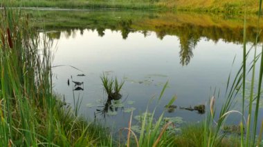 Şafak vakti sakin bir su kütlesi ve ön planda yürüyen su kuşu.