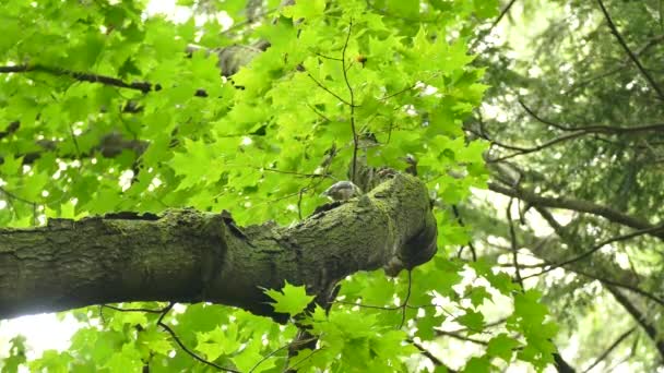 Nuthatch Dokončuje Svou Kořist Při Pohybu Nahoru Dolů Velké Větvi — Stock video