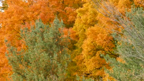 Pino Verde Arancio Condividono Stessa Area Nella Foresta Autunnale — Video Stock