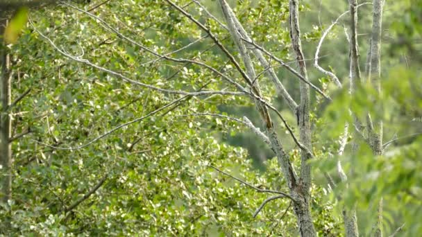 Kanada Ormanlarında Birden Fazla Sarı Gagalı Guguk Kuşu — Stok video