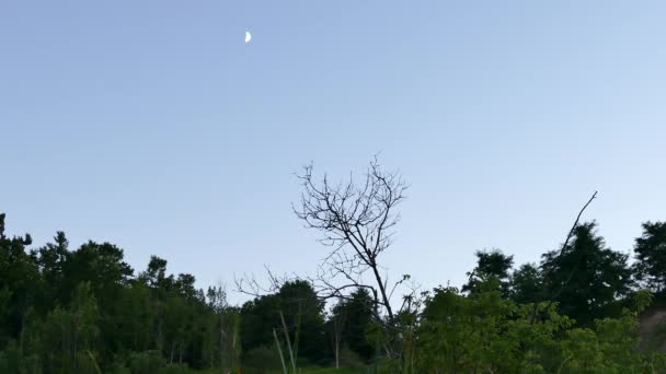 Aves Voando Pousando Árvore Abaixo Lua Amanhecer Canadá — Vídeo de Stock