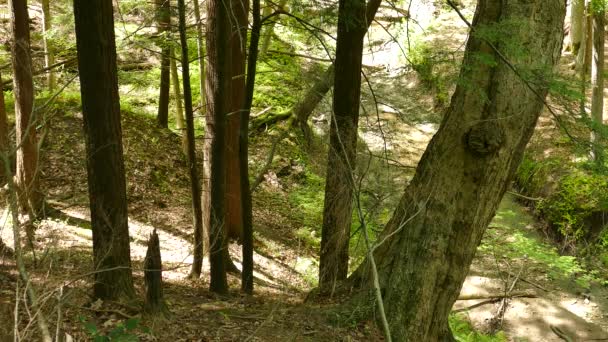 Zvýšený Pohled Jelena Kráčejícího Kopci Řeky Lese Slunečného Dne — Stock video
