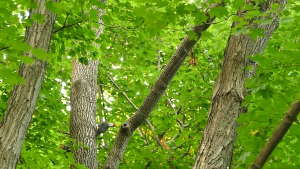 三只长毛啄木鸟在茂密的森林里跳到一棵成熟的树上 — 图库视频影像