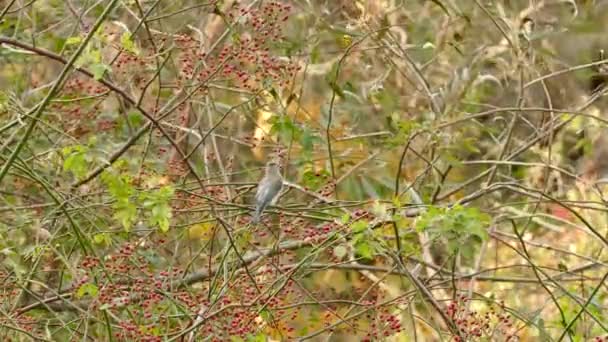 Sharp Footage Single Cedar Waxwing Eating Red Berries Abundant Shrub — ストック動画